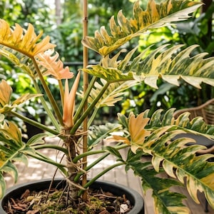 Caramel marble philodendron - Etsy 日本