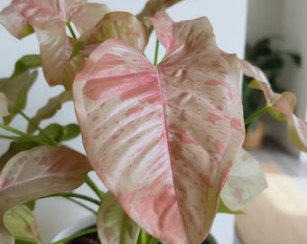 BloomsA4 Syngonium Pink Spot Trepadeira 3 Sementes Sementes Zaden rosa
