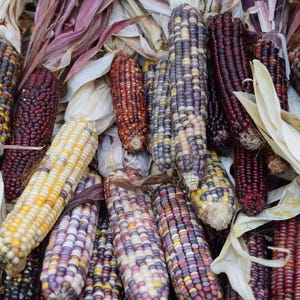 Peut inclure: Une collection d'épis de maïs indien colorés, avec des nuances de violet, rouge, jaune et blanc. Les épis sont disposés en pile, mettant en valeur leurs motifs et textures uniques.