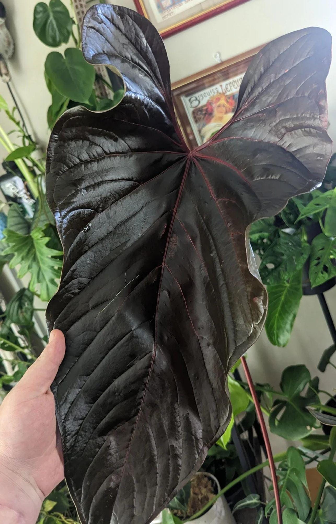 Anthurium moodeanum - Etsy 日本
