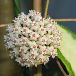 Hoya argentea princess - Etsy 日本