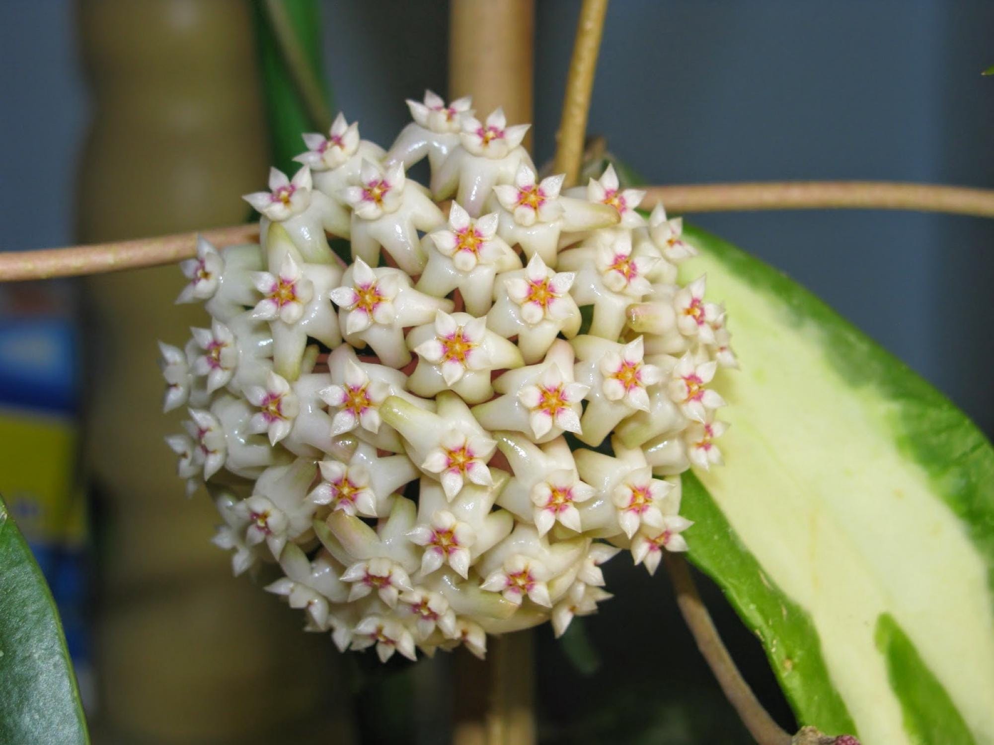 Hoya argentea princess - Etsy 日本