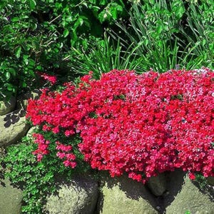 May include: A close-up of a vibrant pink flower bed with small, densely packed blooms. The flowers are growing in a rock garden setting, with green foliage and rocks visible in the background.