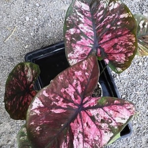 Puede incluir: Primer plano de una planta de caladium rosa y verde con hojas grandes y variegadas. Las hojas tienen un patrón moteado de rosa, blanco y verde.