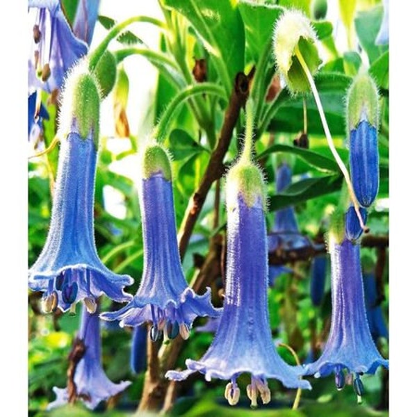 Melo279 Radican Mini Trompette Fleur Bleu 10 Graines