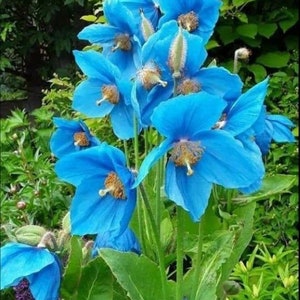 melo463 Blauwe Klaproos Blauwe Klaproos Meconopsis betonicifolia 100 zaden