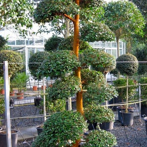 Op de afbeelding: Een topiaryboom met een bruine stam en groene bladeren is geplant in een houten plantenbak. De boom is gevormd als een reeks ronde bollen die op elkaar gestapeld zijn.