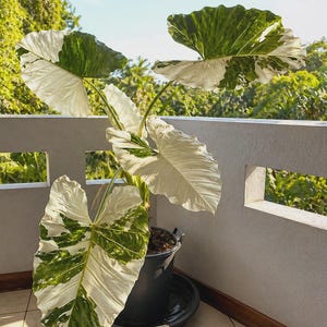 Alocasia sanderiana - Etsy 日本