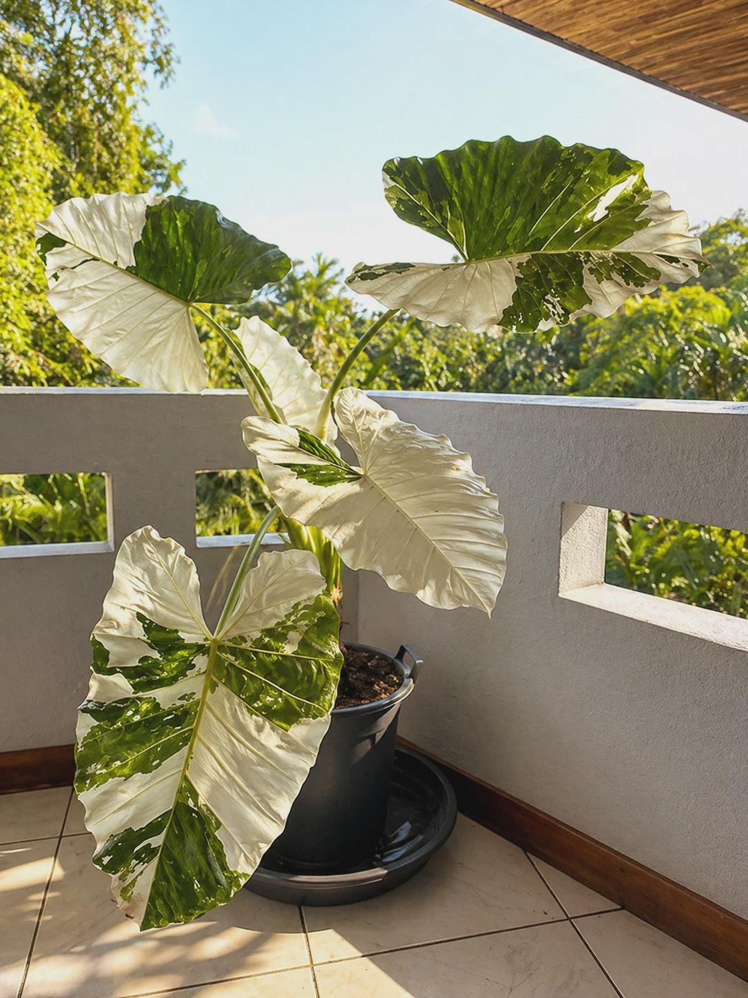 アロカシア　セレンディピティ　ゴールド　斑入り Alocasia serendipity variegated - Etsy 日本
