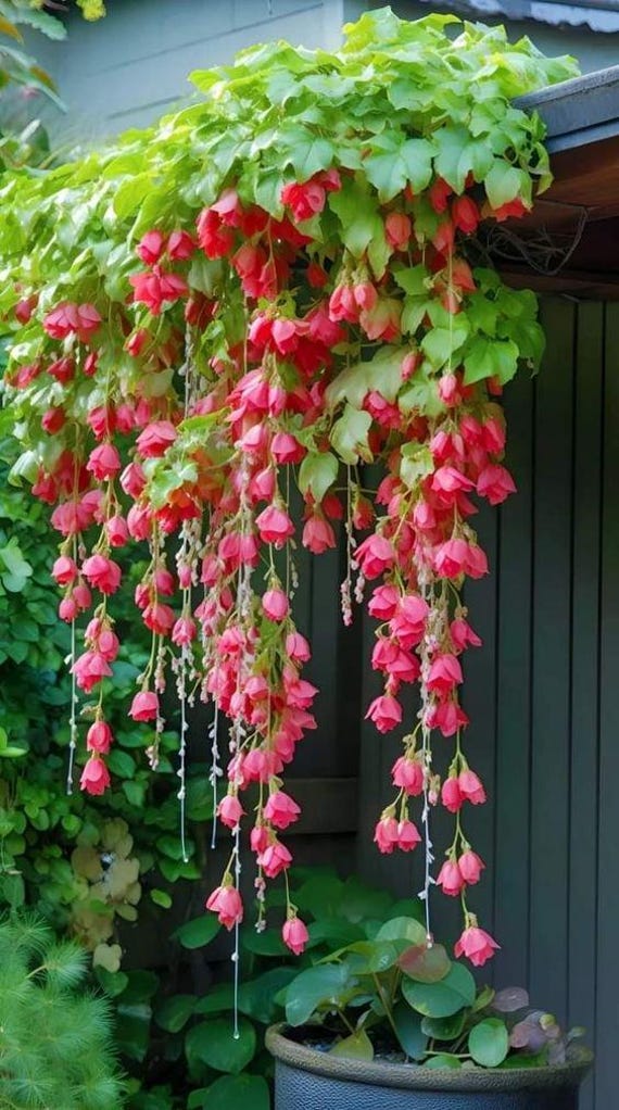 arboricola schefflera dwarf how big does it get 6