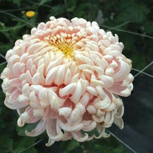 以下が含まれることがあります： 黄色の芯を持つ薄いピンクの菊の花のクローズアップ。花は満開で、たくさんの花びらがあります。