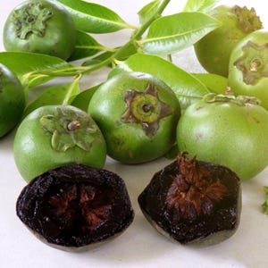 翔ブラックサポテ Black sapote fruit - Etsy 日本