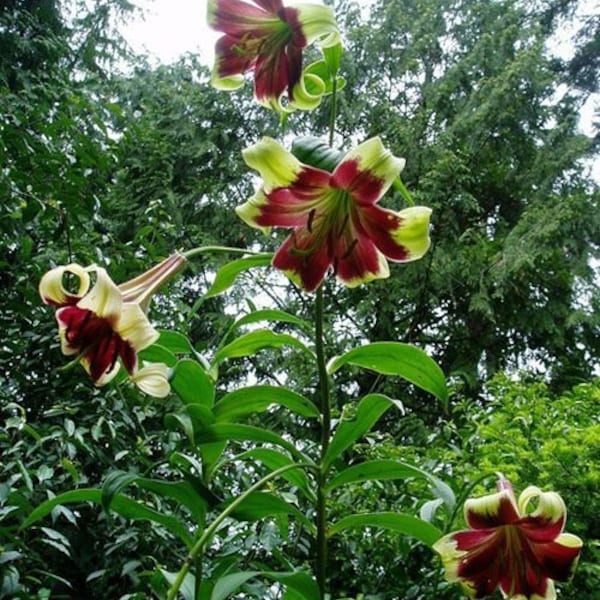 Melo1403 Riesen Lilie Lilium Nepalense 2 Samen