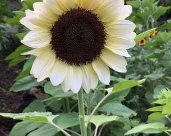 Believe In Tomorrow Sunflower’s Garden Amazon.co.jp: Believe In Tomorrow - Sunflower's Garden