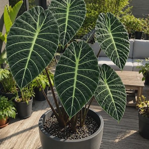 Alocasia watsoniana - Etsy 日本