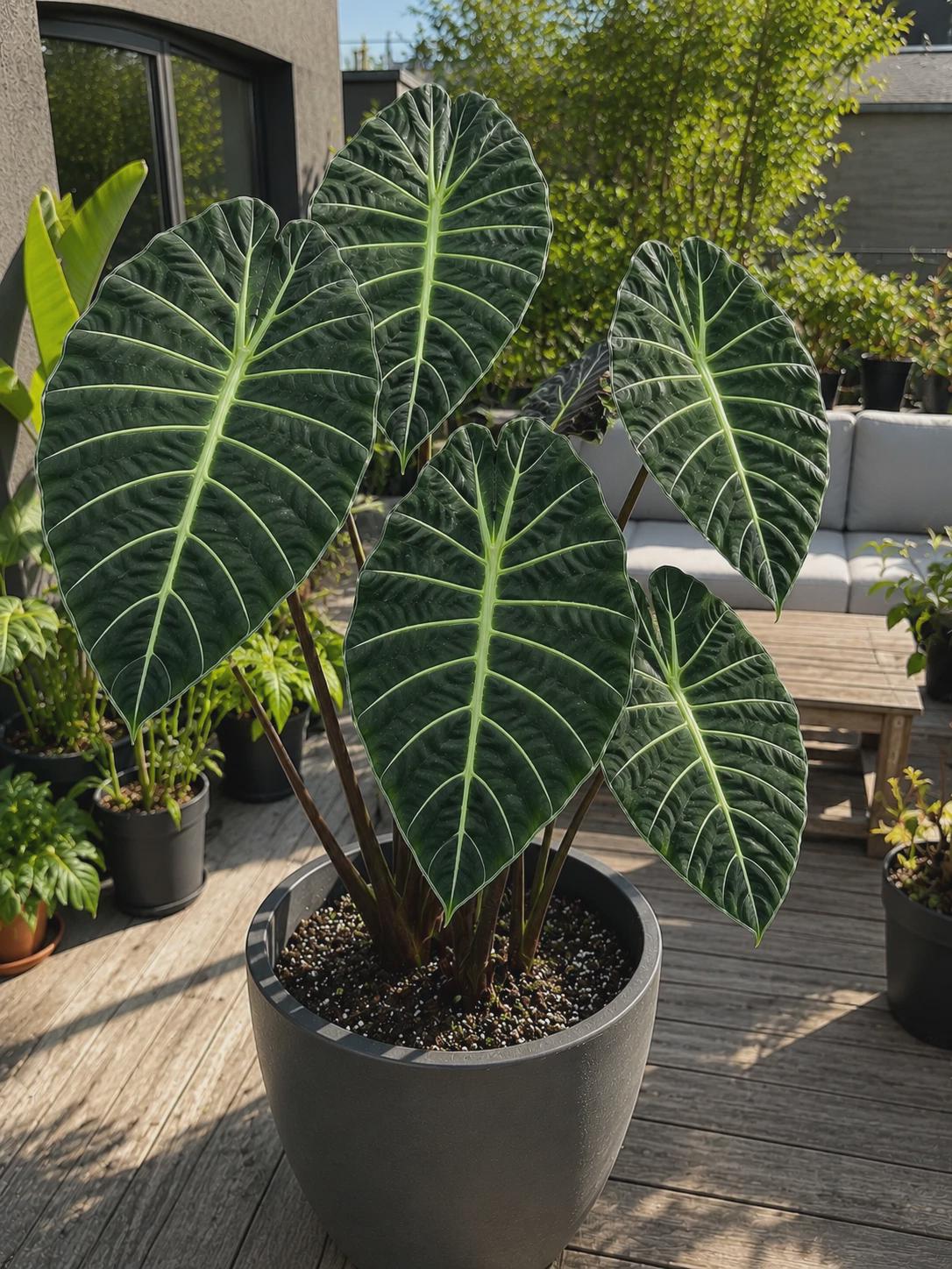 Alocasia nebula - Etsy 日本