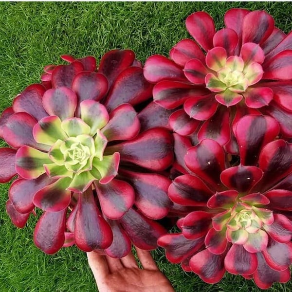 Melo1638 Aeonium undulatum 5 seeds