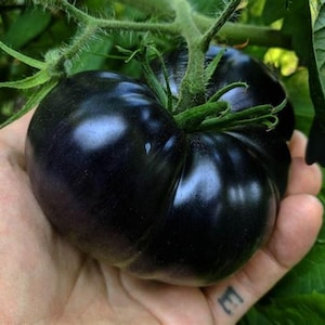 OS322 Black Tomato, black tomato, 10 seeds