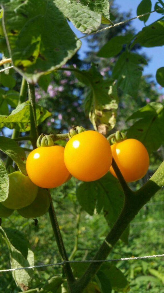 Pack Tomates Naines Jaunes Pour Balcon - 4 Variétés - 20+ Graines - Valeyrac Exotics