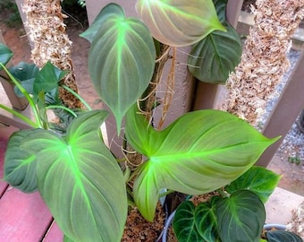 Melo1668 Philodendron Camposportoanum Fischerii Fishplants Climbing Plant 3 Seeds