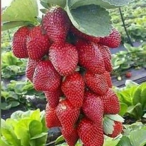 Melo1253 Strawberry Strawberries 4 Seasons 10 Seeds