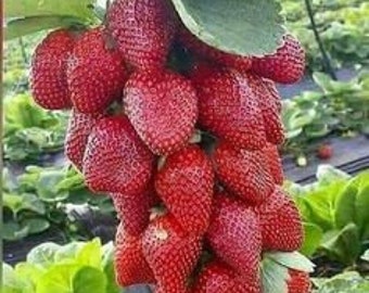 Melo1253 Fraises Fraises 4 Saisons 10 Graines