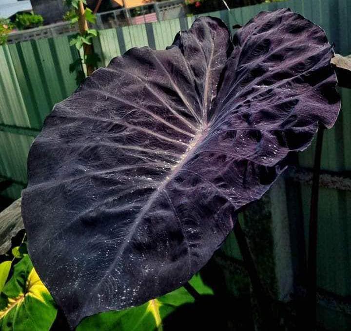 17 Blood Fallen 激レア Colocasia コロカシア サトイモ科 アロイド