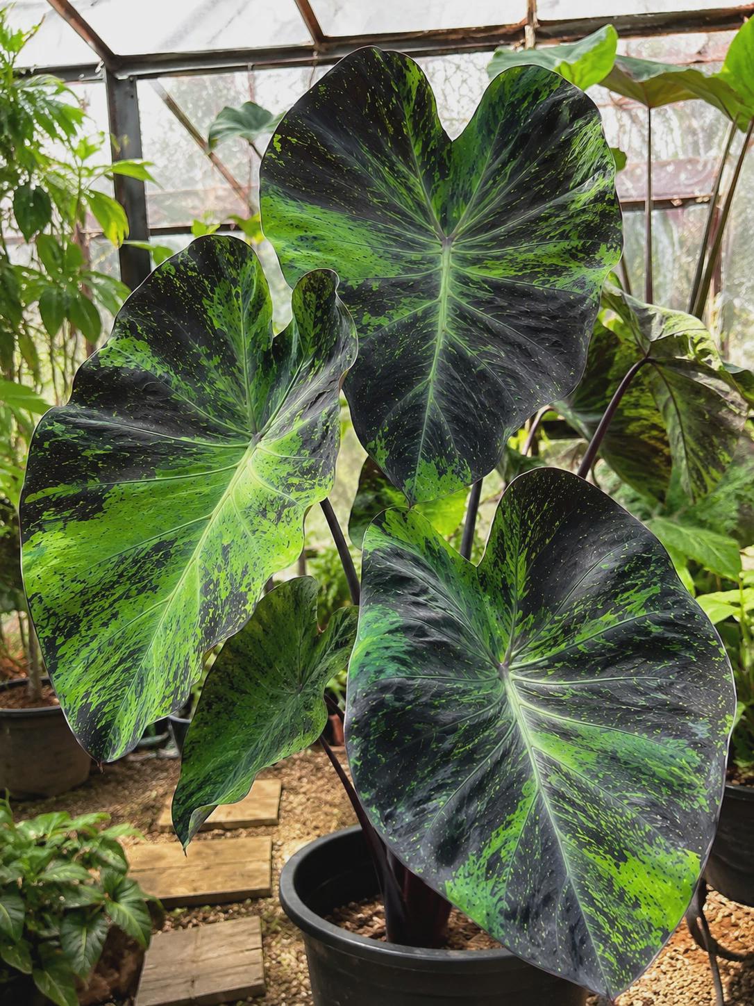 Alocasia regal shields - Etsy 日本