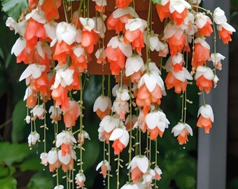 Melo1577 hanging begonia Begonia Wepping hanging plants 10 seeds