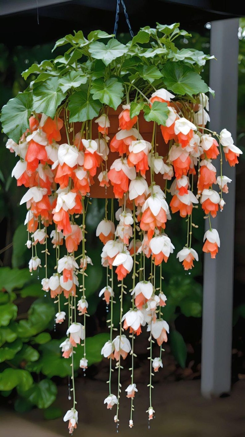 Melo1577 bégonia suspendu Begonia Wepping plantes suspendues 10 graines image 1