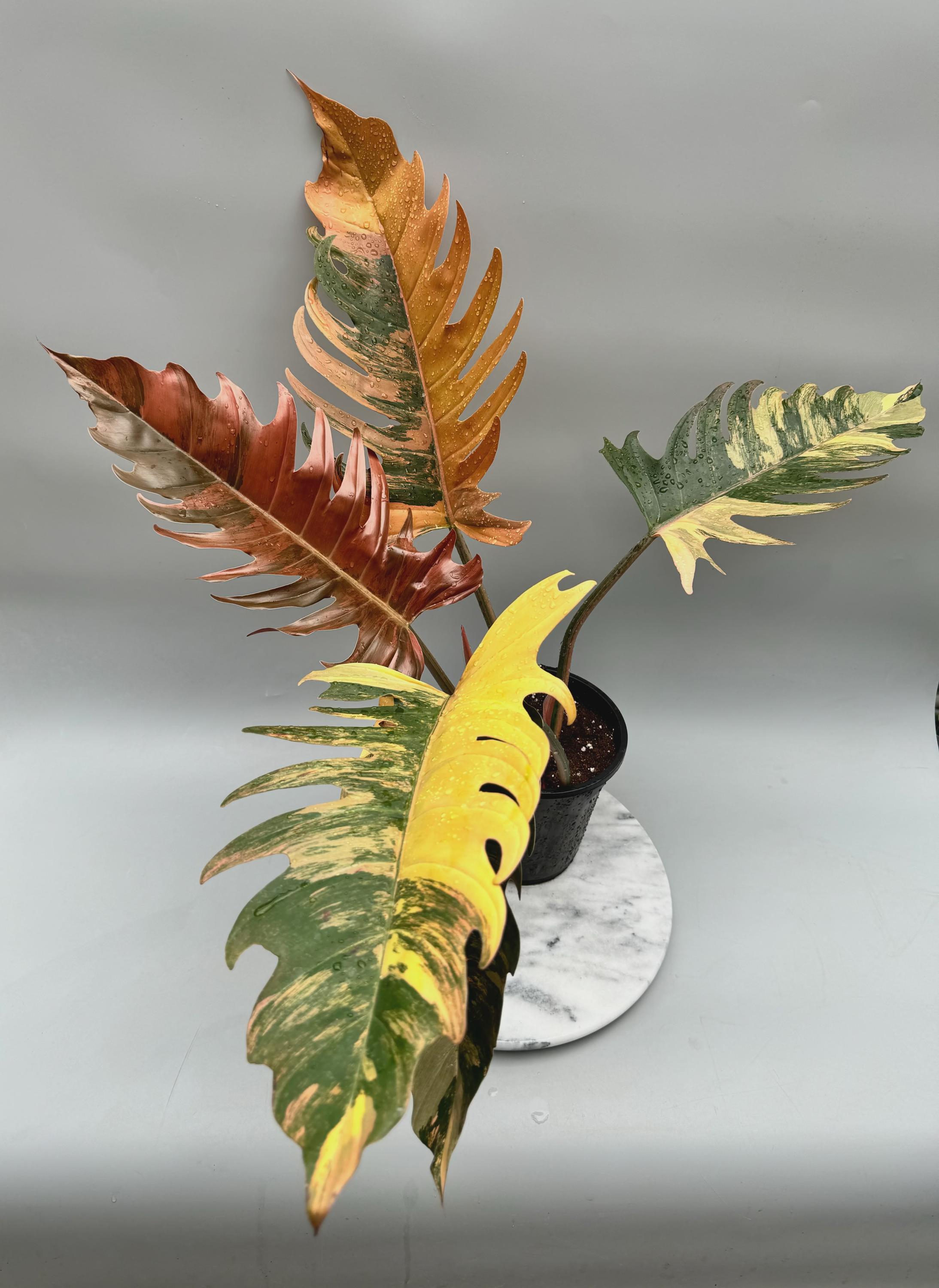 philodendron weiße streifen Philodendron White Measure (Philodendron hybrida) main image 0
