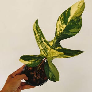 Philodendron florida beauty - Etsy 日本