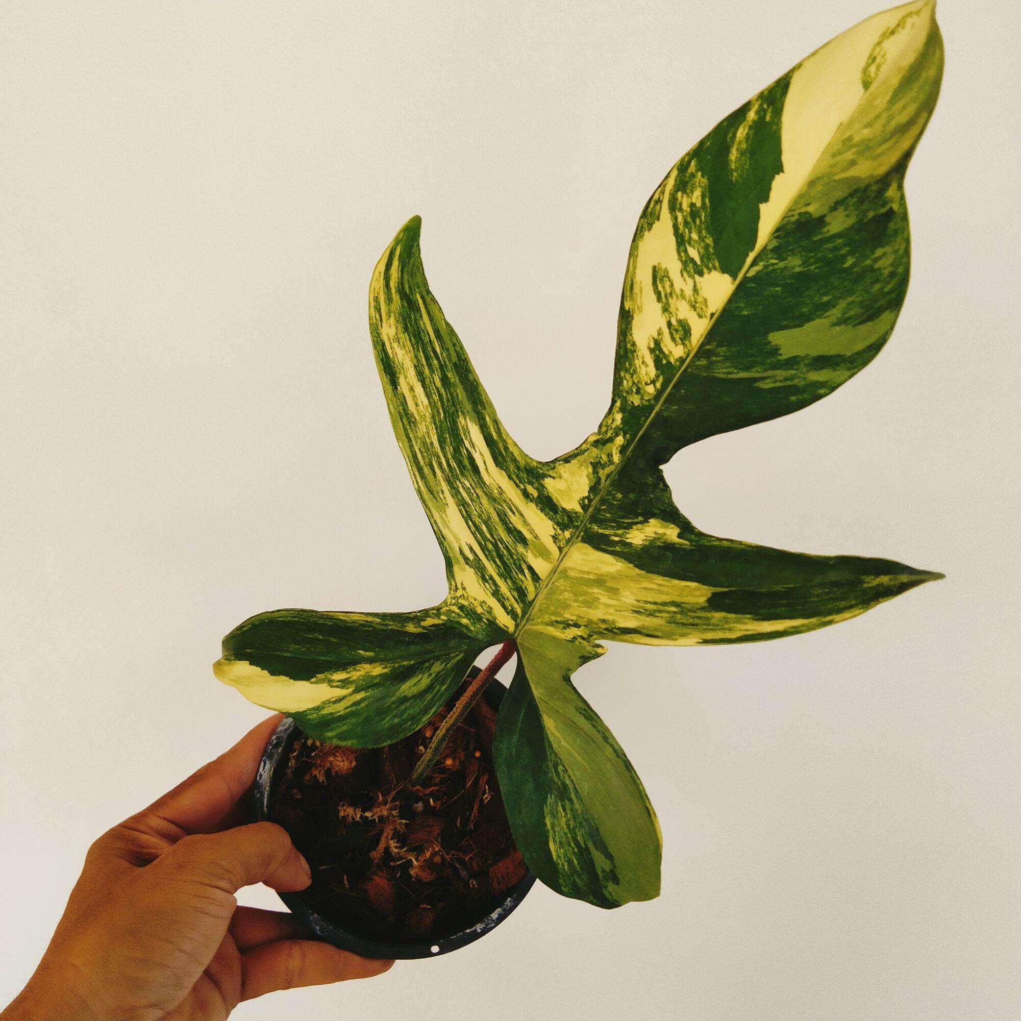 激レア　極斑ビレッティア x フロリダビューティ　カット苗 激レア 極斑ビレッティア x フロリダビューティ カット苗 ザ・ファーム