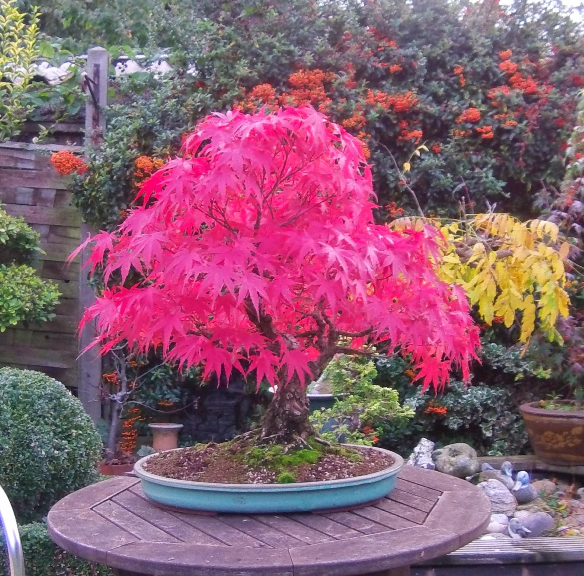 Red maple bonsai - Etsy.de