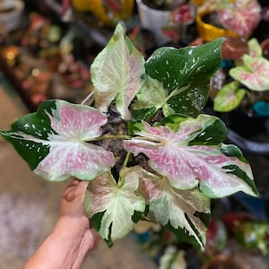 Melo1663 Caladium Caladium Perroquet 3 Graines