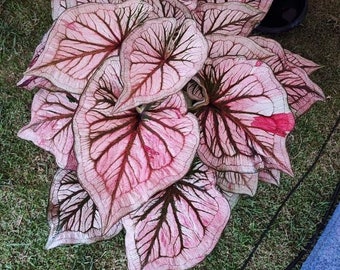 Melo1664 Kaladie Caladium Foyer Sangle 3 graines