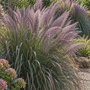 May include: A large ornamental grass plant featuring long, slender, arching green blades and tall, feathery, light purple plumes that extend upward. The plant has a dense, clumping growth habit with soft, textured flower heads catching sunlight.