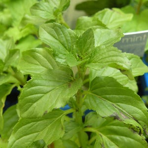 Puede incluir: Primer plano de una planta de menta verde con una pequeña etiqueta blanca que dice "menta".