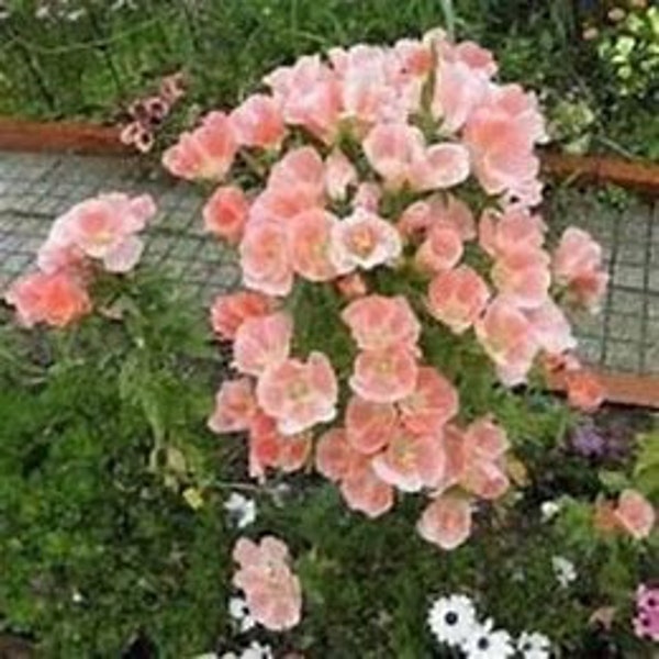 Melo122 Godetia Atlas Flower Monarch Salmon Color 20 Seeds