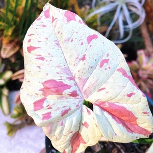 Melo47 Caladium Caladium 2 graines