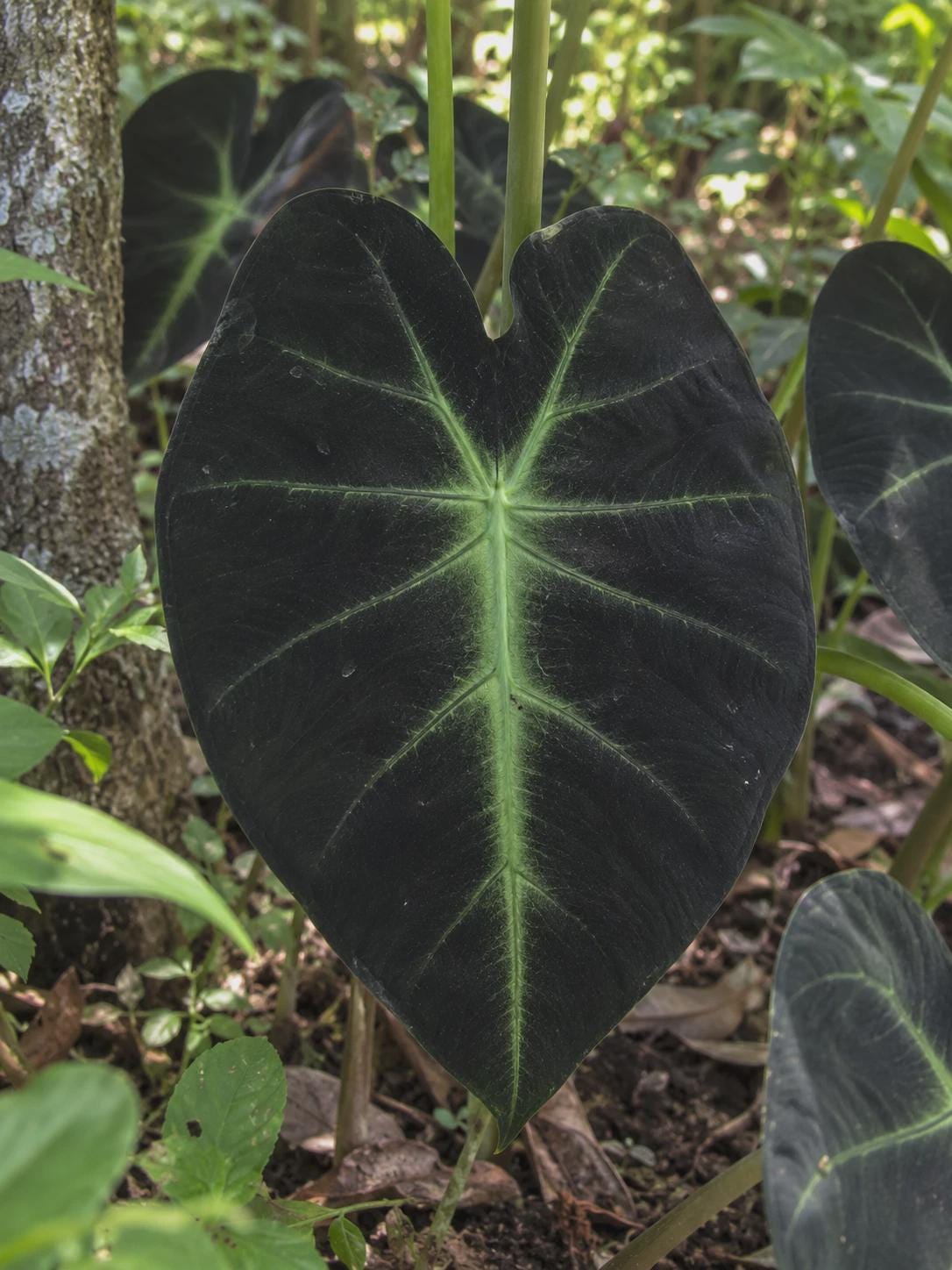 Colocasia redemption - Etsy 日本