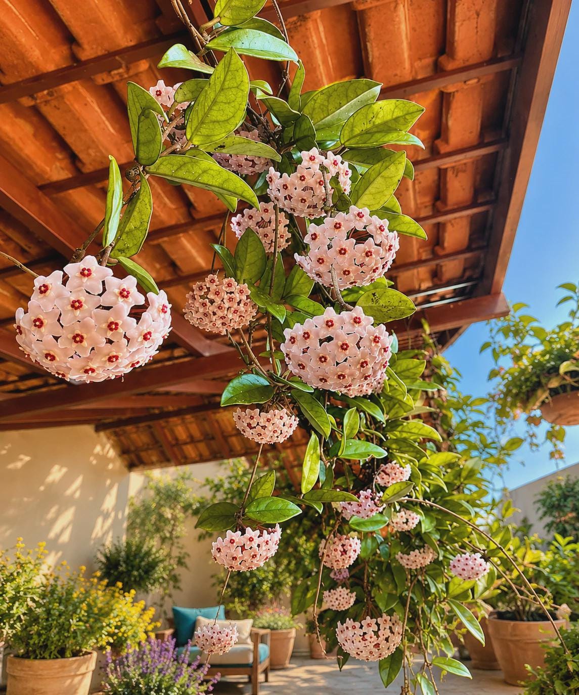 Hoya chinghungensis - Etsy 日本