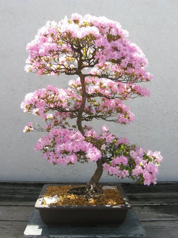 Blooms556 Bonsai Rock Cherry Prunus Mahaleb 5 Seeds - Etsy Canada