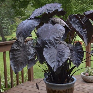 Blooms732 Colocasia noir foncé Magical Elephant Ear 5 graines