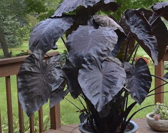 Blooms732 Colocasia noir foncé Magical Elephant Ear 5 graines