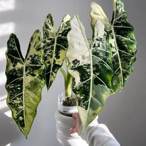 4smarts smart-bonsai-qi b7 SUPERthrive Bonsai-Pro 7-9-5 Plant Food, 32 oz main image 1