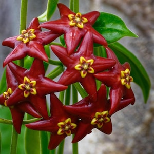 May include: A close-up shot of a cluster of star-shaped flowers. The flowers are a deep red colour with yellow centres. Green leaves and stems are visible in the background. The flowers are in full bloom.