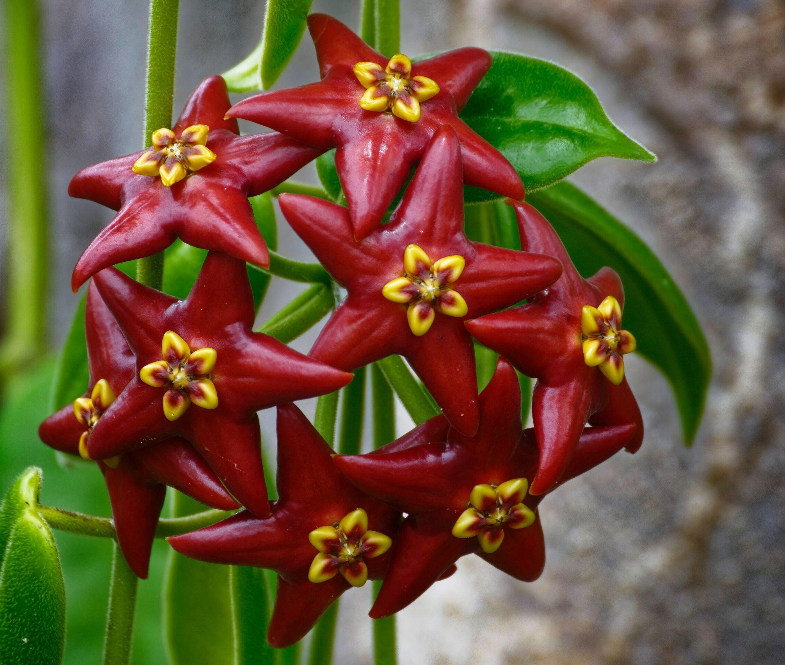 Hoya lacunosa winter pandora - Etsy 日本