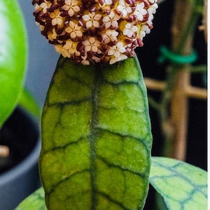 Blooms447 Climbing Plant Hoya Browni Climbing Plants 5 Seeds
