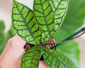 Hoya Callistophylla | Rare Hoya Plant - Etsy Canada